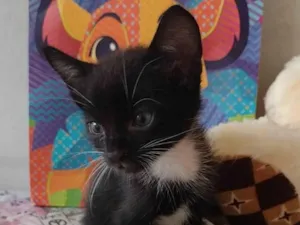 Gato raça SRD-ViraLata idade Abaixo de 2 meses nome Amélia 