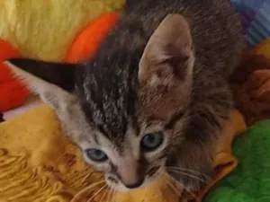 Gato raça SRD-ViraLata idade Abaixo de 2 meses nome Toulouse