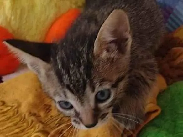 Gato raça SRD-ViraLata idade Abaixo de 2 meses nome Toulouse