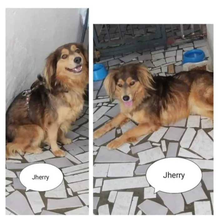 Cachorro ra a SRD-ViraLata idade 5 anos nome JHERRY