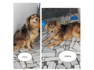 Cachorro raça SRD-ViraLata idade 5 anos nome JHERRY