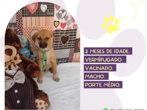 Cachorro raça SRD-ViraLata idade 2 a 6 meses nome Bidu