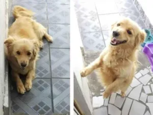 Cachorro raça SRD-ViraLata idade 5 anos nome THOM 