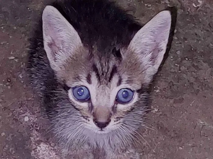 Gato raça Srd idade Abaixo de 2 meses nome Nome não definido 