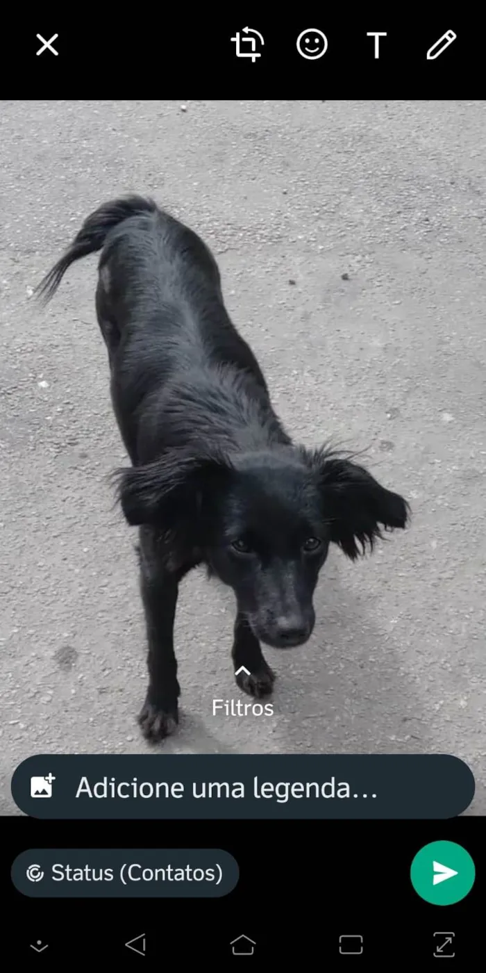 Cachorro ra a SRD-ViraLata idade 1 ano nome Amora 