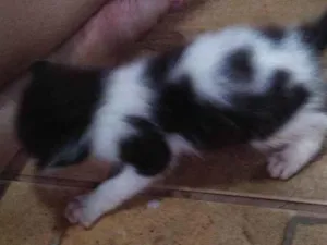 Gato raça Gato  idade Abaixo de 2 meses nome Sem nome 