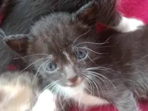 Gato raça  idade Abaixo de 2 meses nome Sem nome