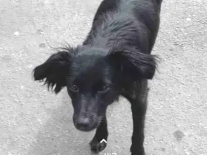 Cachorro raça SRD-ViraLata idade 1 ano nome Amora 