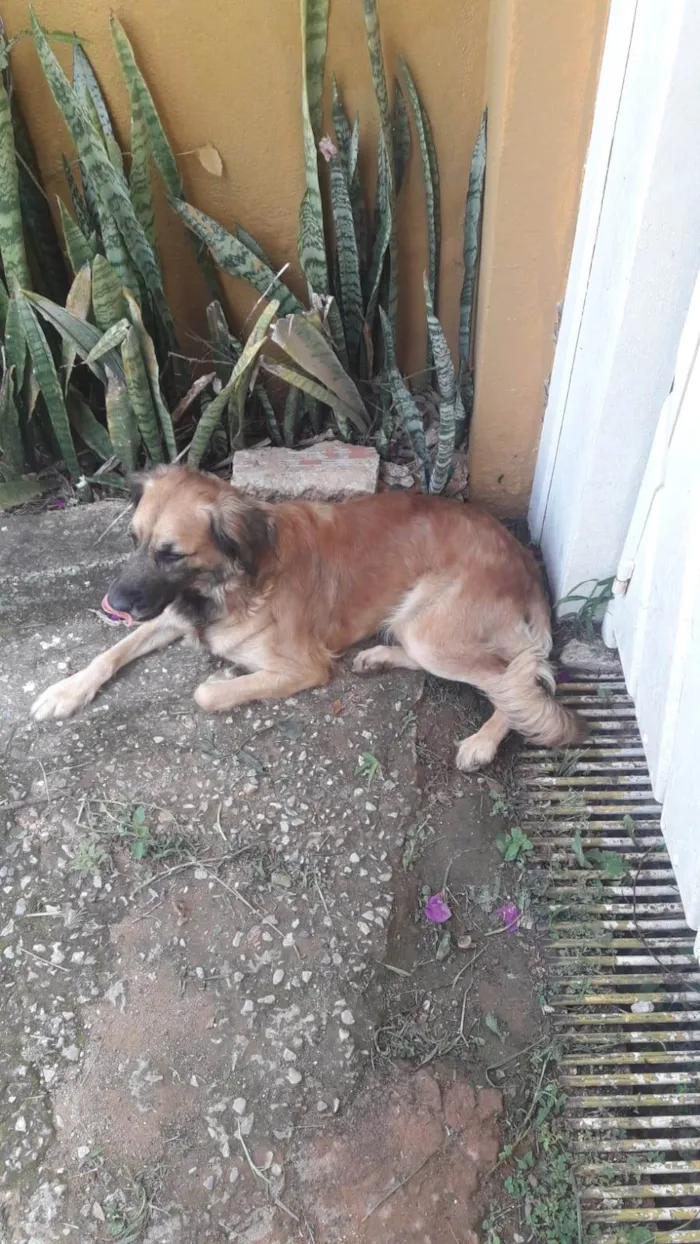 Cachorro ra a Mestiço  pastor belga idade 2 anos nome Mel