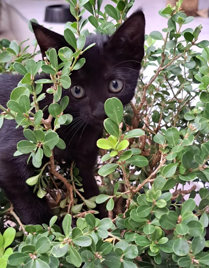 Gato raça SRD idade 2 a 6 meses nome Ainda sem nome