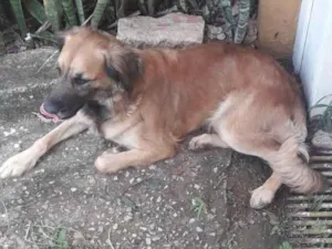 Cachorro raça Mestiço  pastor belga idade 2 anos nome Mel