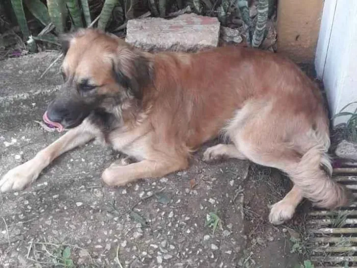 Cachorro ra a Mestiço  pastor belga idade 2 anos nome Mel