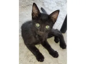 Gato raça SRD idade 2 a 6 meses nome Ainda sem nome