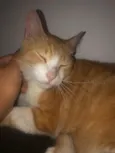 Bolinha