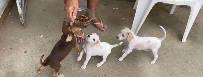 Cachorro ra a SRD-ViraLata idade Abaixo de 2 meses nome Deysi- Tici - Lizi