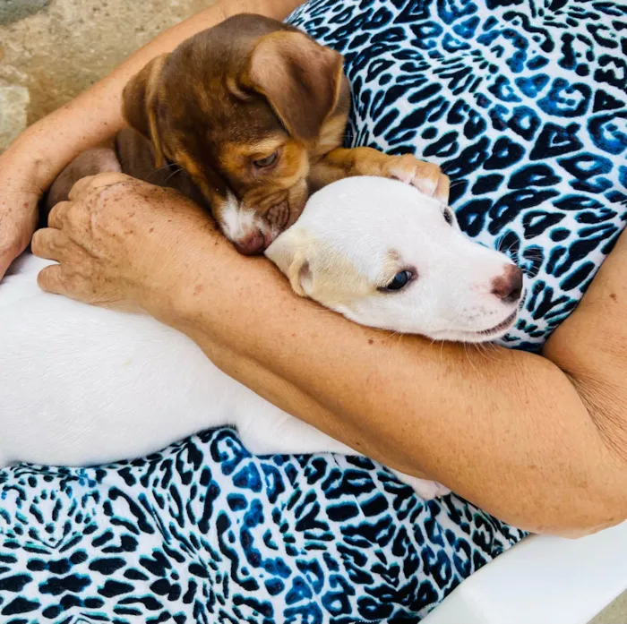Cachorro ra a SRD-ViraLata idade Abaixo de 2 meses nome Deysi- Tici - Lizi