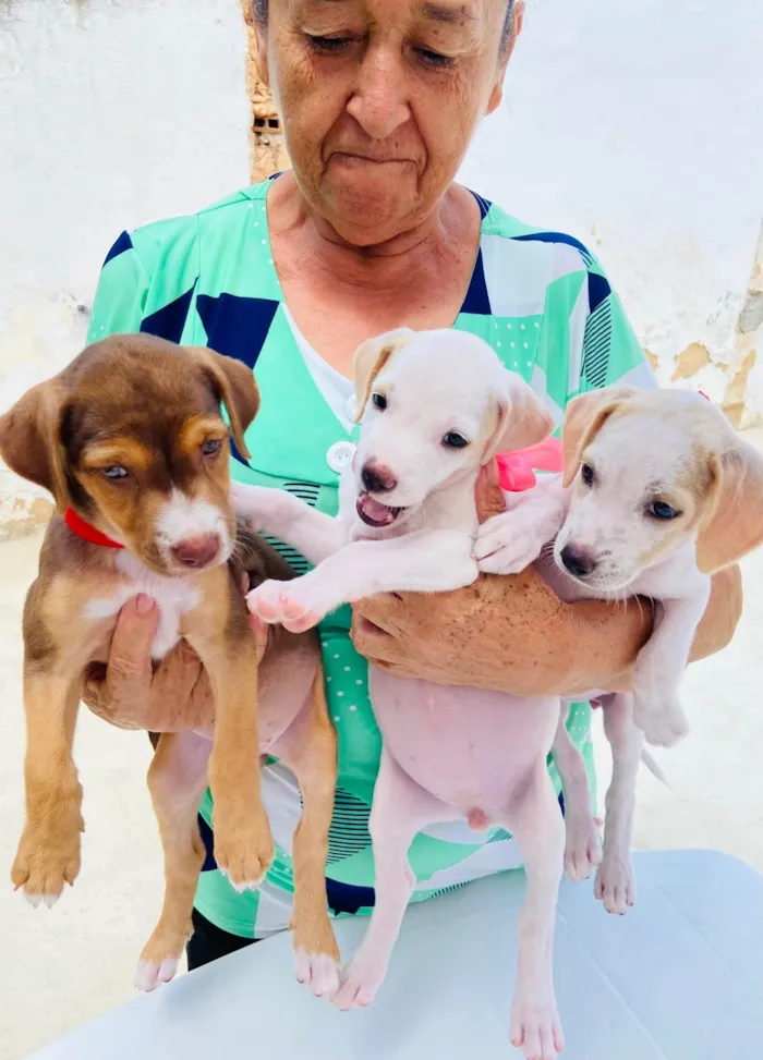 Cachorro ra a SRD-ViraLata idade Abaixo de 2 meses nome Deysi- Tici - Lizi