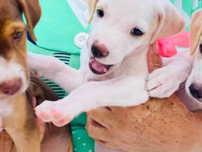 Cachorro ra a SRD-ViraLata idade Abaixo de 2 meses nome Deysi- Tici - Lizi
