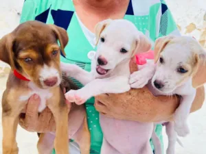 Cachorro raça SRD-ViraLata idade Abaixo de 2 meses nome Deysi- Tici - Lizi