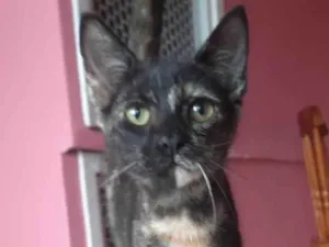 Gato raça SRD-ViraLata idade 2 a 6 meses nome ZOE