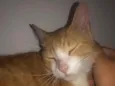 Bolinha