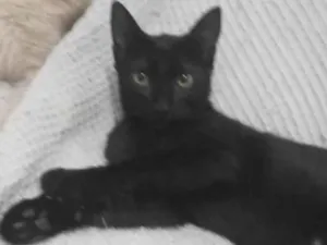 Gato raça SRD-ViraLata idade 2 a 6 meses nome BATMAN