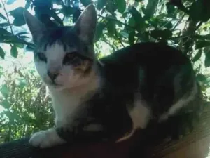 Gato raça  idade 2 anos nome Melk