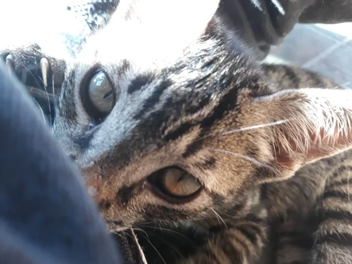 Gato ra a SRD-ViraLata idade 2 a 6 meses nome TIGRÃO