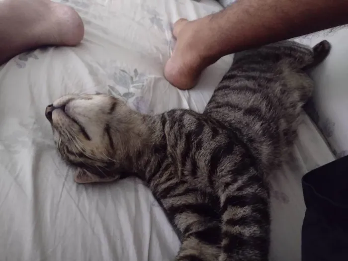 Gato ra a SRD-ViraLata idade 2 a 6 meses nome TIGRÃO
