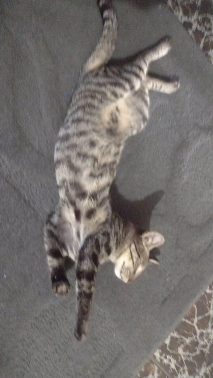 Gato ra a SRD-ViraLata idade 2 a 6 meses nome TIGRÃO