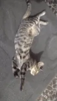TIGRÃO