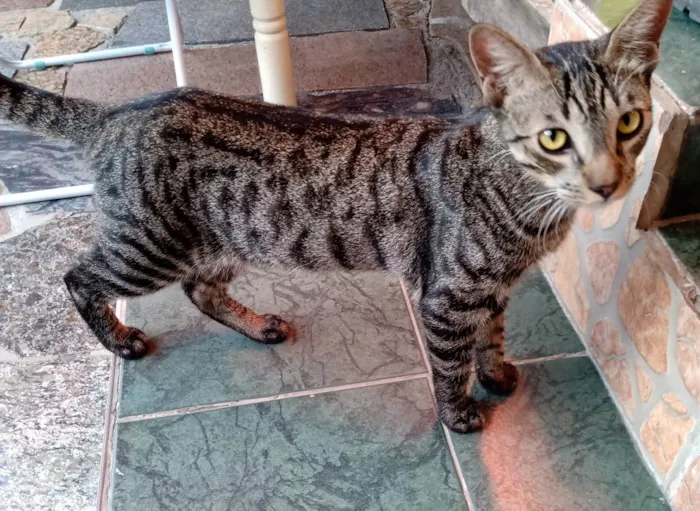 Gato ra a SRD-ViraLata idade 2 a 6 meses nome TIGRÃO