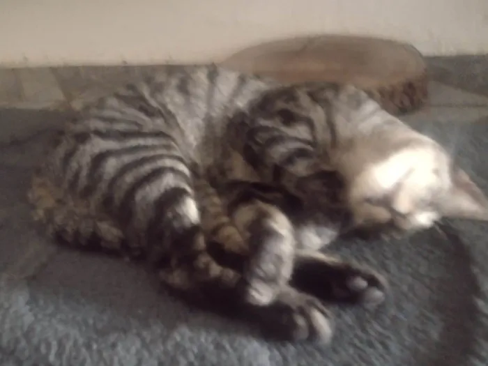 Gato ra a SRD-ViraLata idade 2 a 6 meses nome TIGRÃO