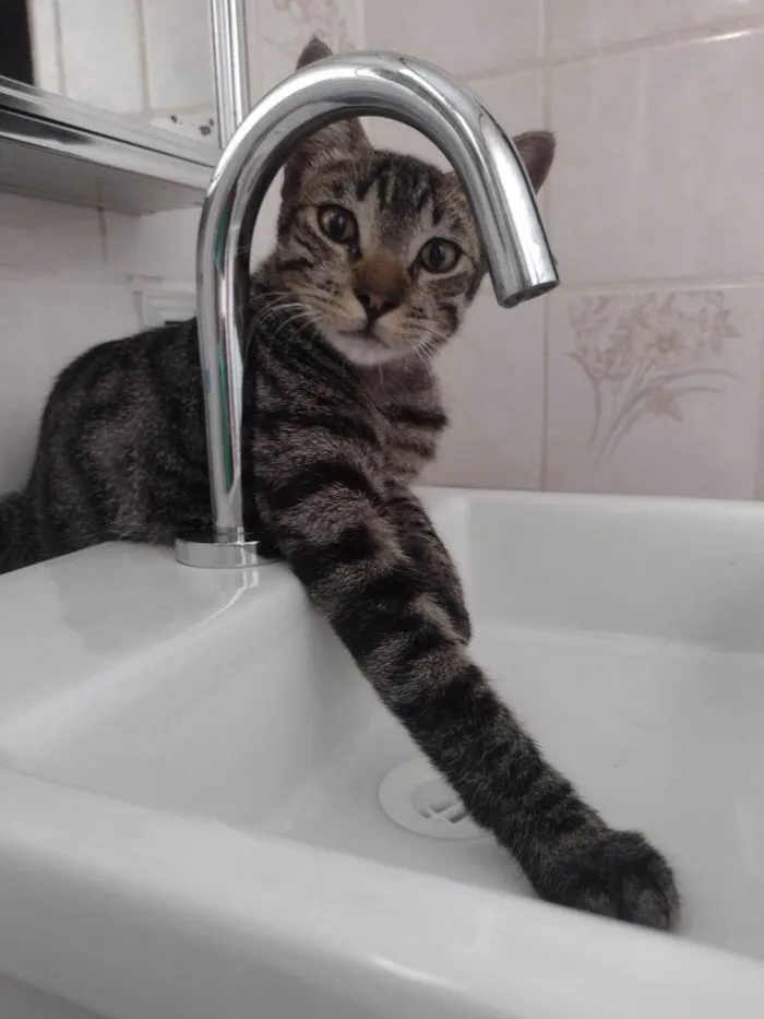 Gato ra a SRD-ViraLata idade 2 a 6 meses nome TIGRÃO