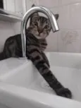 TIGRÃO