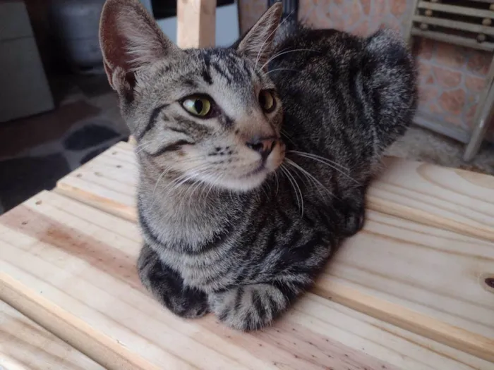 Gato ra a SRD-ViraLata idade 2 a 6 meses nome TIGRÃO