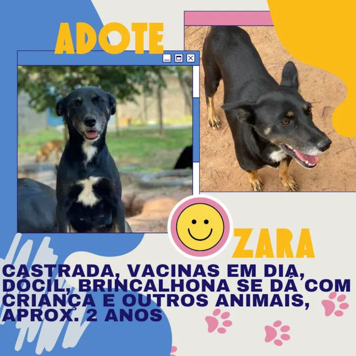 Cachorro ra a SRD-ViraLata idade 2 anos nome Zara