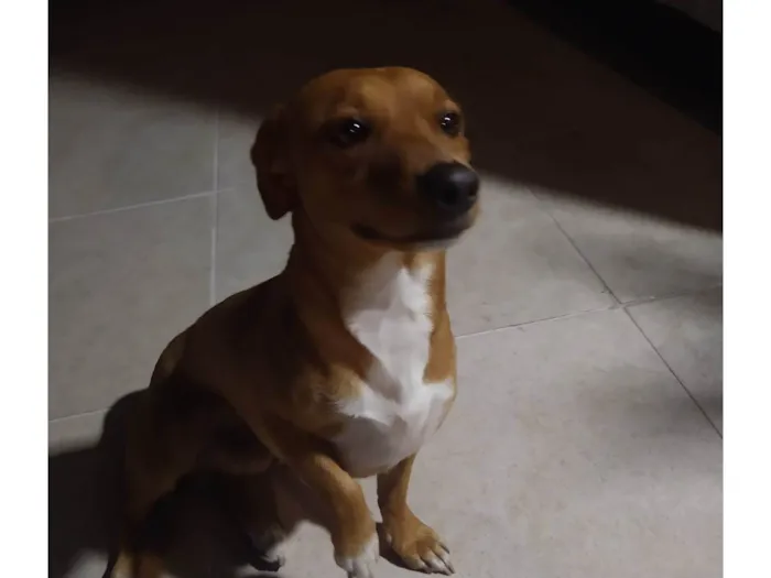 Cachorro ra a SRD-ViraLata idade 3 anos nome Lui