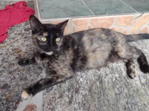 Gato raça SRD-ViraLata idade 1 ano nome DORAH
