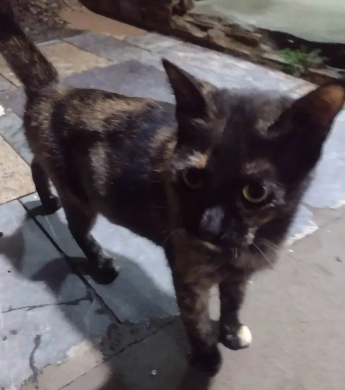 Gato ra a SRD-ViraLata idade 1 ano nome DORAH
