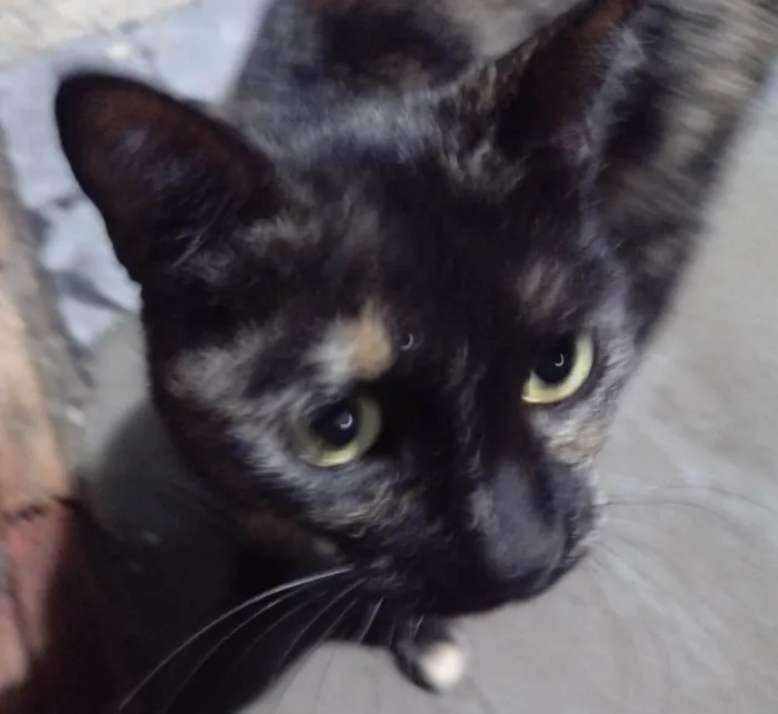 Gato ra a SRD-ViraLata idade 1 ano nome DORAH