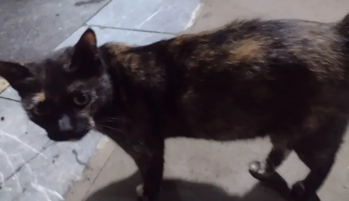 Gato ra a SRD-ViraLata idade 1 ano nome DORAH