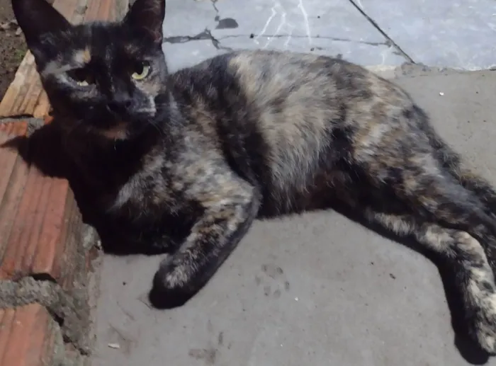 Gato ra a SRD-ViraLata idade 1 ano nome DORAH