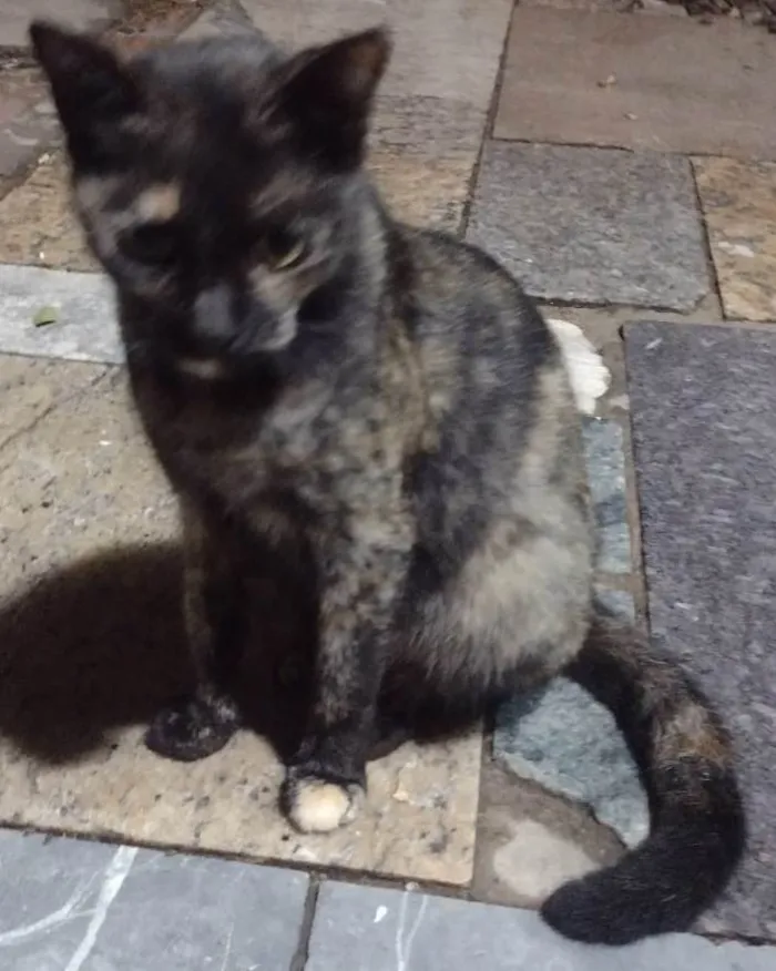 Gato ra a SRD-ViraLata idade 1 ano nome DORAH