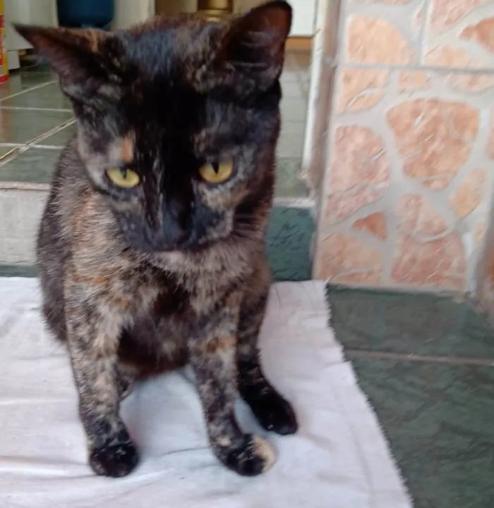Gato ra a SRD-ViraLata idade 1 ano nome DORAH