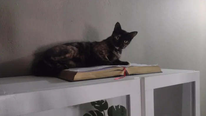 Gato ra a SRD-ViraLata idade 1 ano nome DORAH