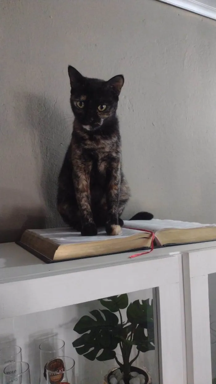 Gato ra a SRD-ViraLata idade 1 ano nome DORAH