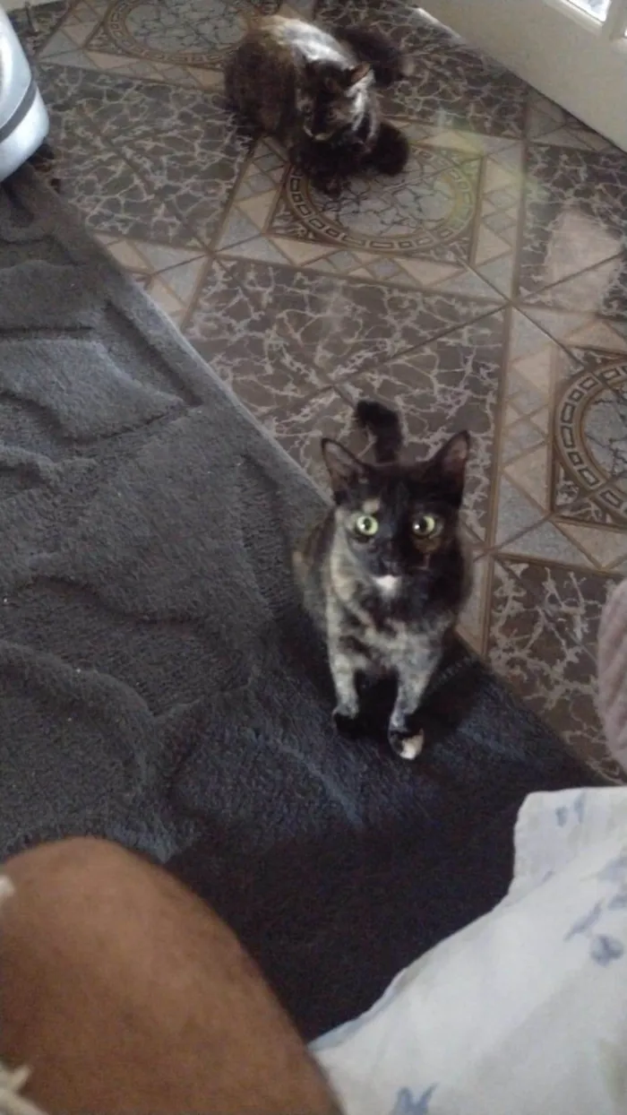 Gato ra a SRD-ViraLata idade 1 ano nome DORAH