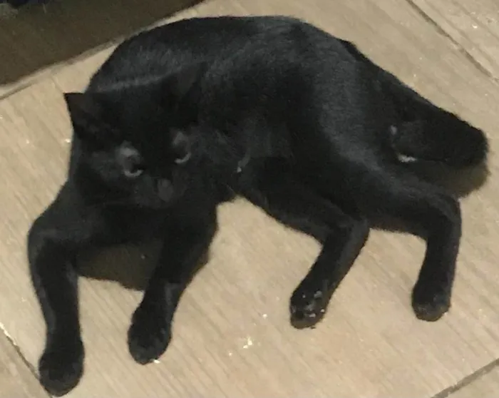 Gato ra a SRD-ViraLata idade 1 ano nome BÁRBARA