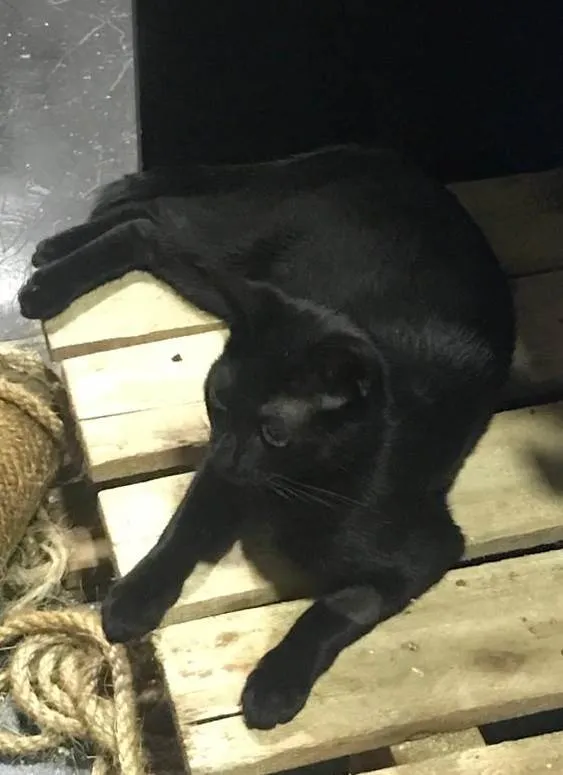 Gato ra a SRD-ViraLata idade 1 ano nome BÁRBARA